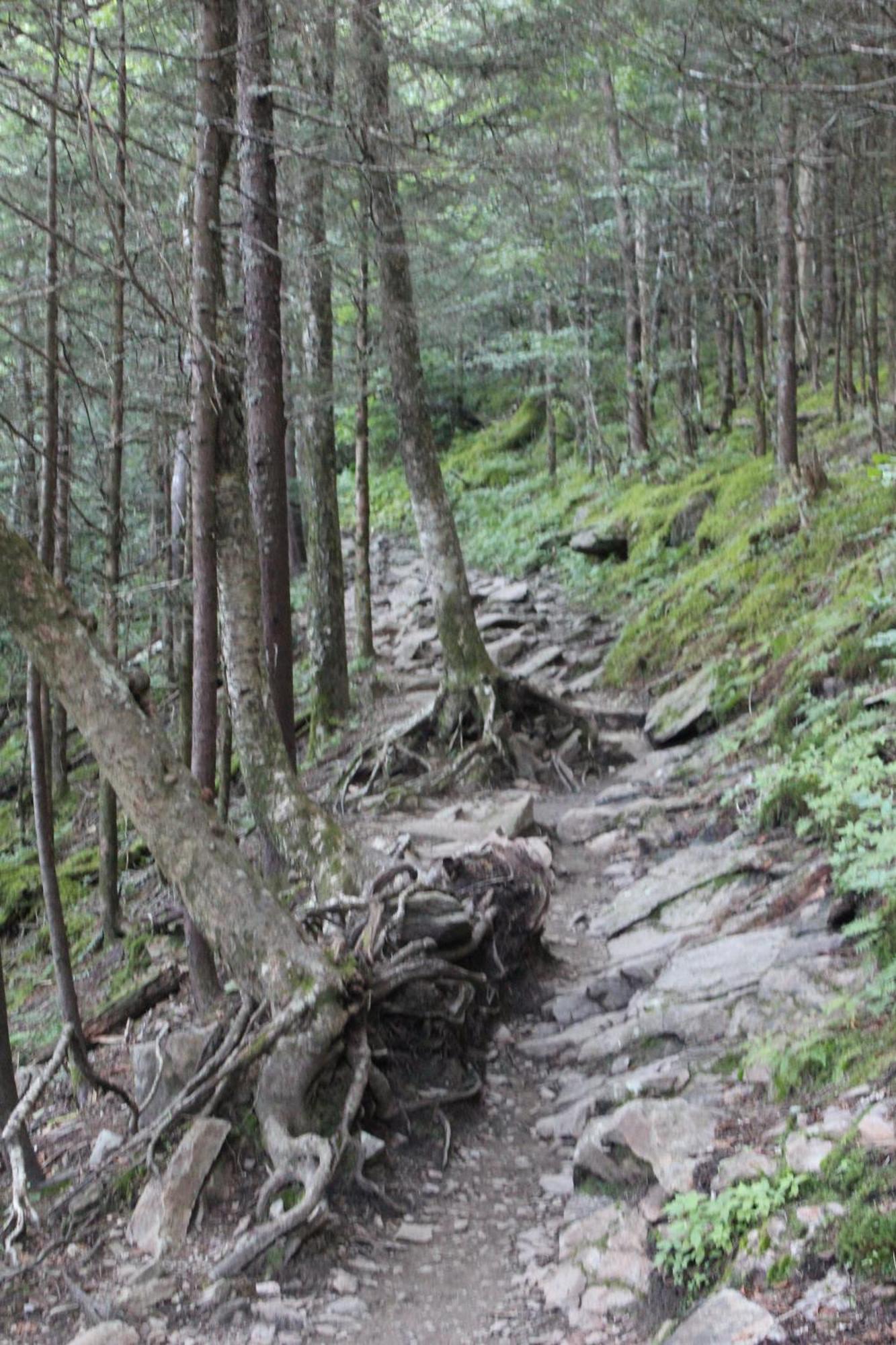 Villa Bear Necessities, Luxury 5Bd Mtn Views, Hot Tub, Many Bear Sightings Gatlinburg Exterior foto