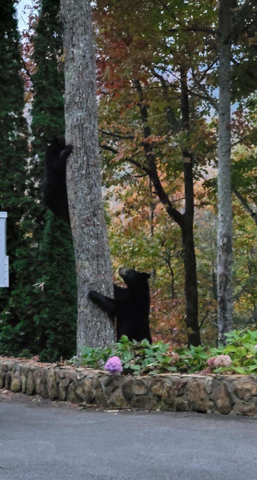 Villa Bear Necessities, Luxury 5Bd Mtn Views, Hot Tub, Many Bear Sightings Gatlinburg Exterior foto