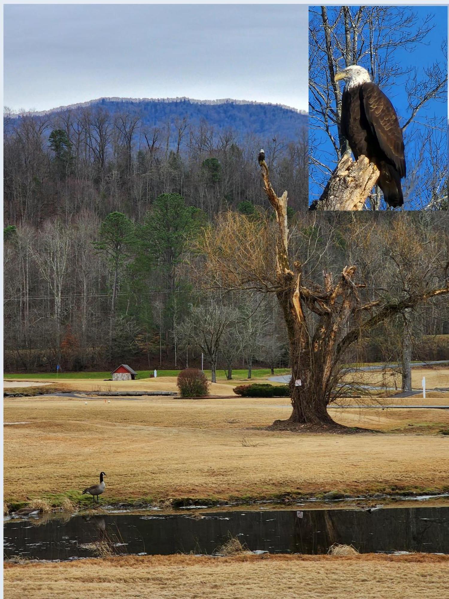 Villa Bear Necessities, Luxury 5Bd Mtn Views, Hot Tub, Many Bear Sightings Gatlinburg Exterior foto